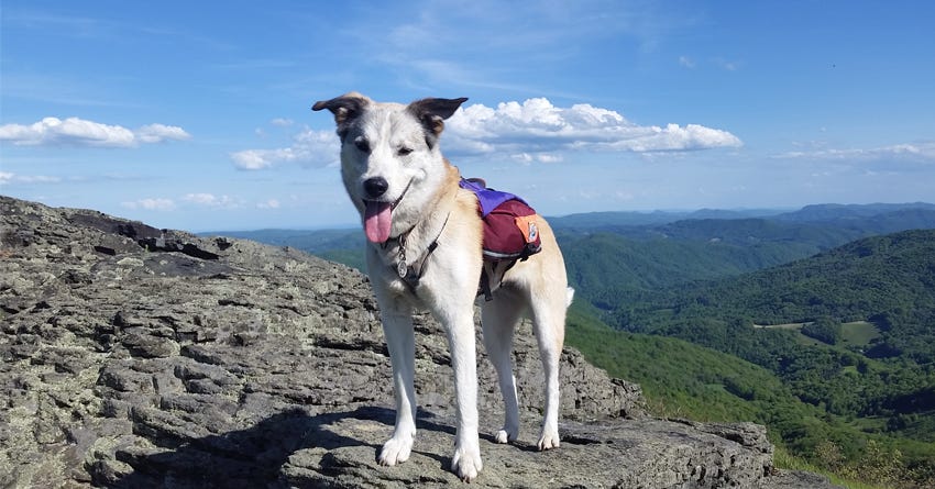 How I Hiked the Appalachian Trail With My Dog