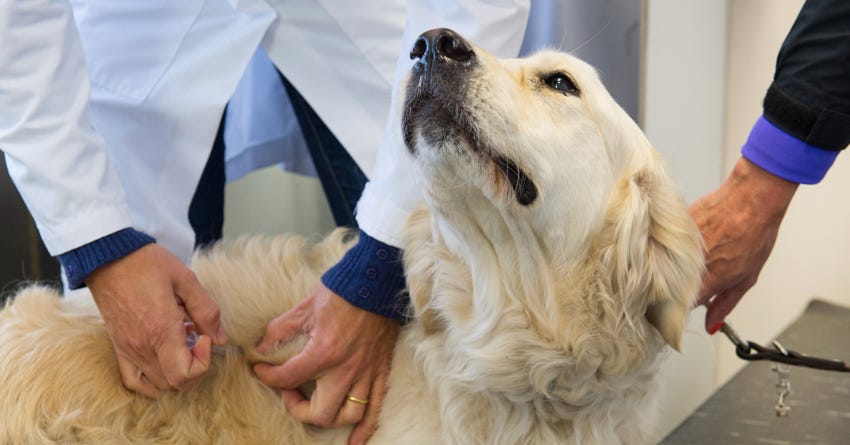 Canine & Feline Diabetes: Clinical Signs, Treatment, and Prevention