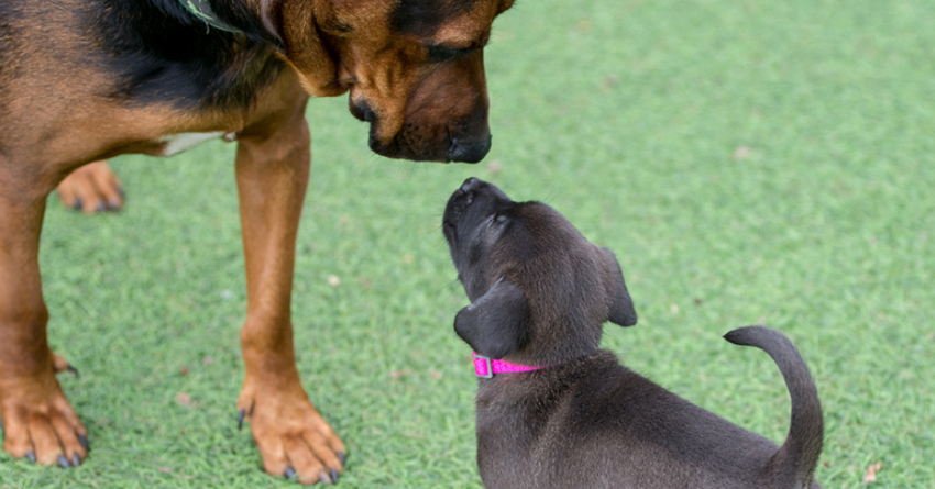 Puppy Blues with Second Dog