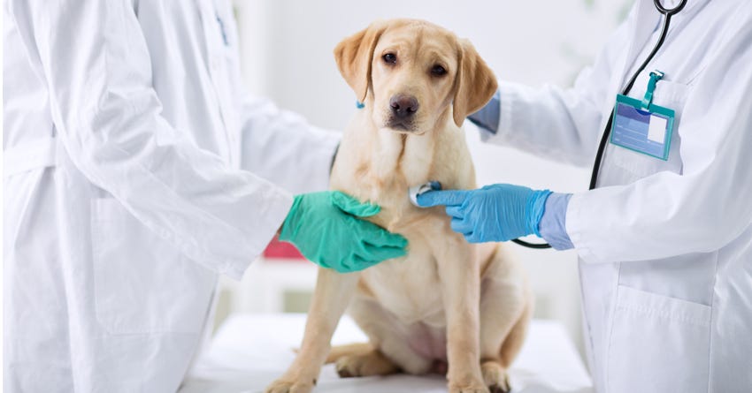 Bone Cancer in Dogs and Cats (Osteosarcoma)