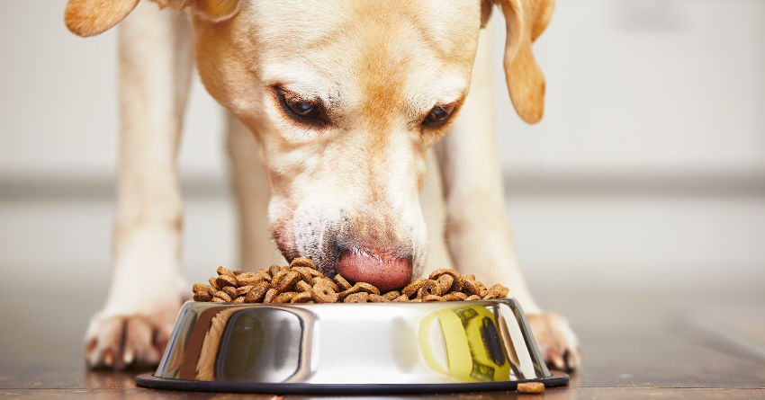 A dog eating from a full bowl of dog food