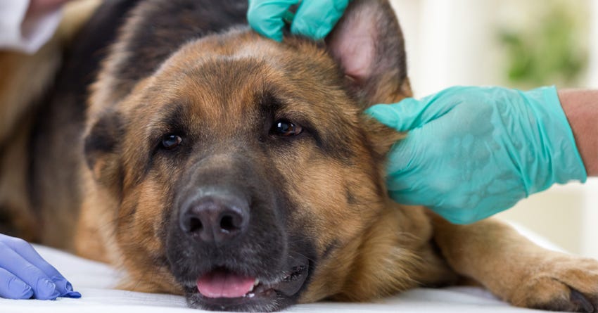 Signs of Canine & Feline Cancer: Do You Know the Warning Symptoms?
