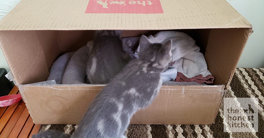 DIY Kitten Bed out of Cardboard