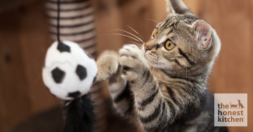 Exercise Tips for Cats