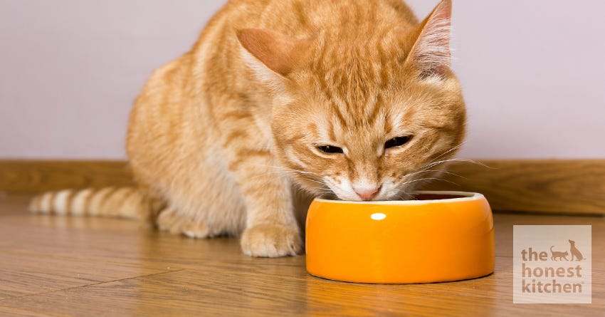 When To Change Your Cat's Food: 4 Easy Tips for Switching Cat Food – The Honest Kitchen