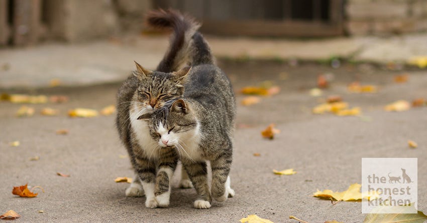 Feline Group Scent in Your Multi-Cat Home