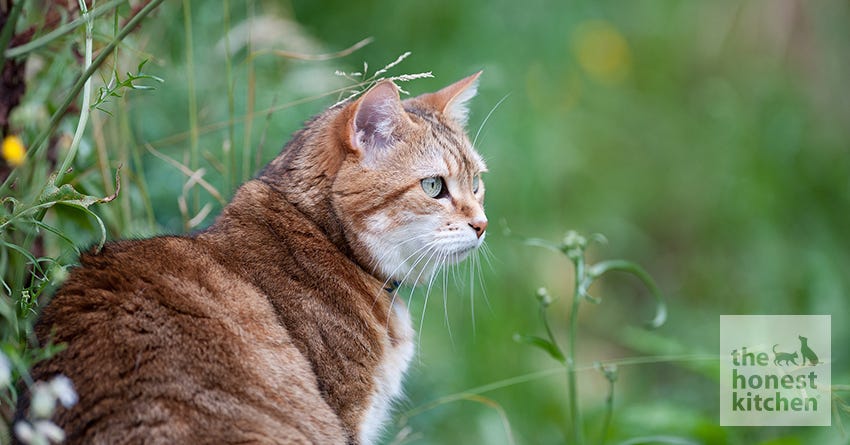 cat sensitive stomach