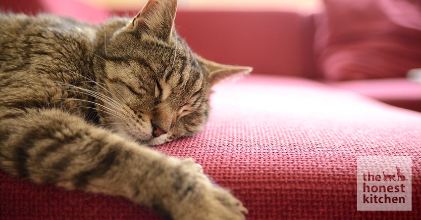 Cat Naps: Tips from the Master