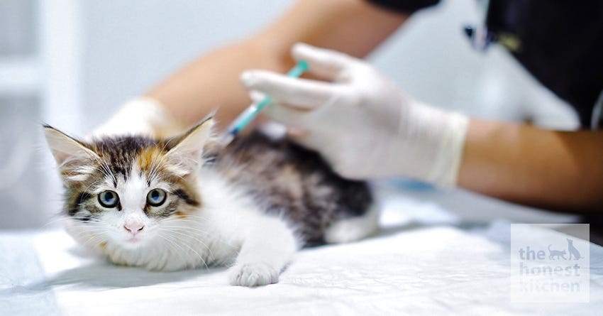 cat shots