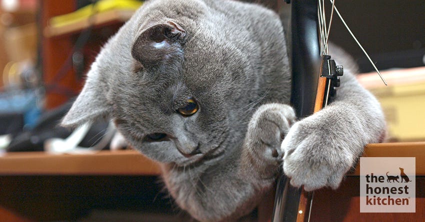 The 7 Best Cat Songs Ever