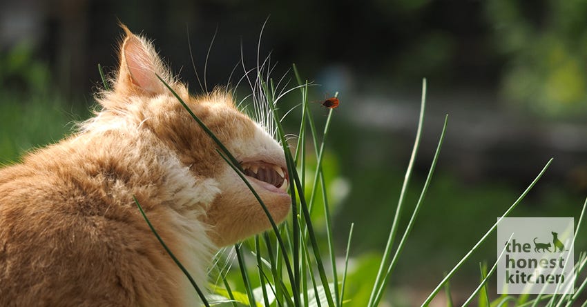 cat tick lyme disease