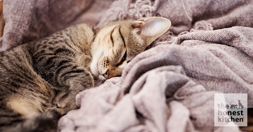 cat warm