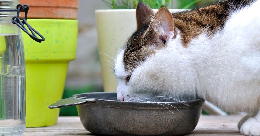 Food and Water Dishes: 9 Things You Might Not Know