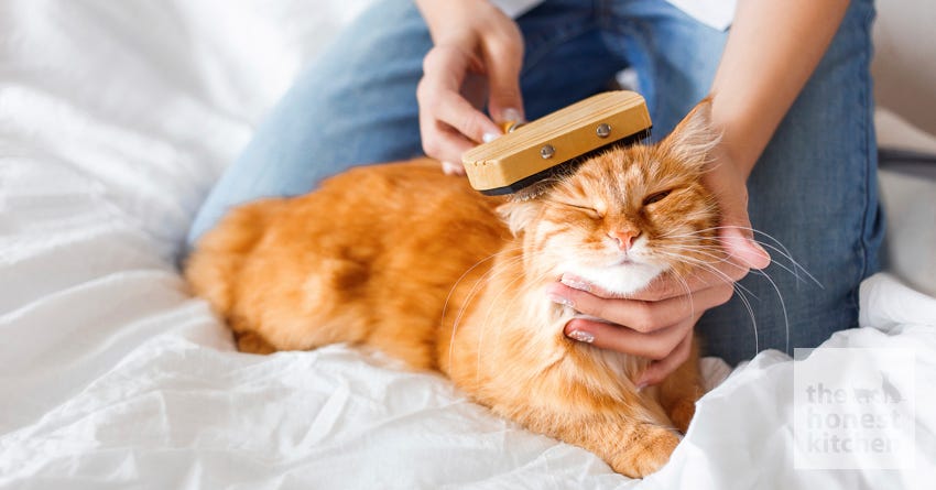 6 Tips for Cat Grooming