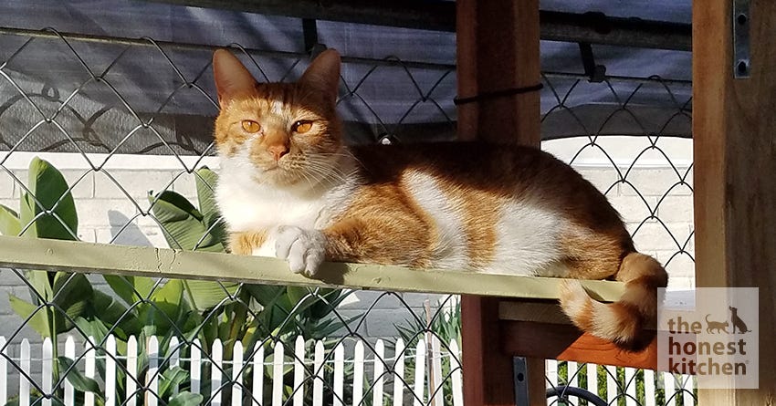 Does Your Cat Need a Catio?