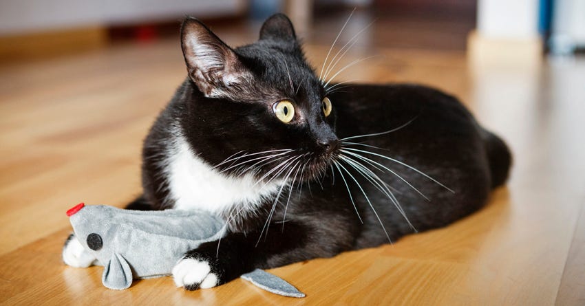 6 Cute DIY Catnip Toys For Your Cat