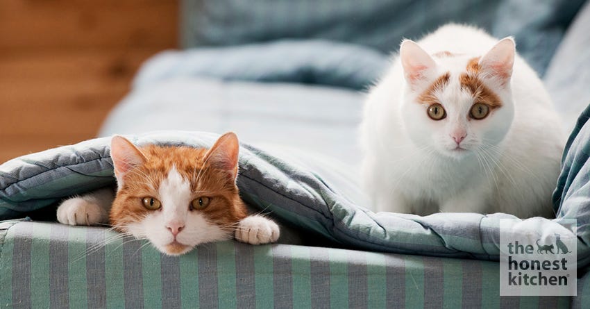 cats social