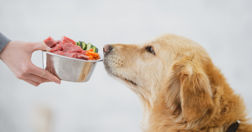 Golden retriever sniffing at a bowl of raw and fresh ingredients