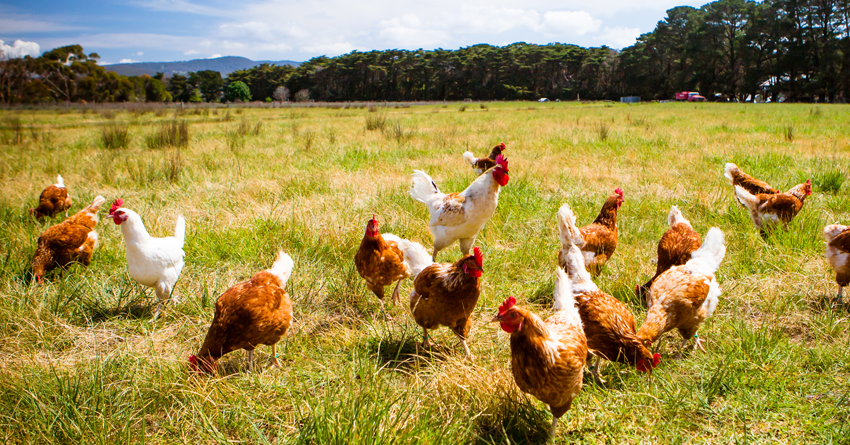 chickens