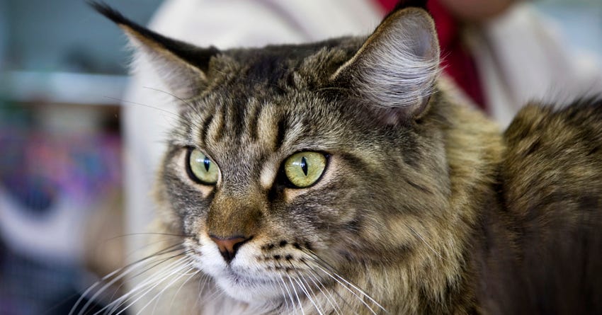 Cat Hairball "Hacks": What Causes Them and What You Can Do