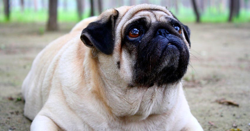 9 Tips to Help Your Dog Lose Weight