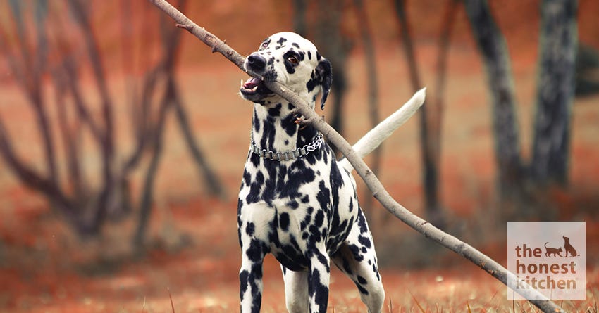How Dalmatians Became Firehouse Dogs