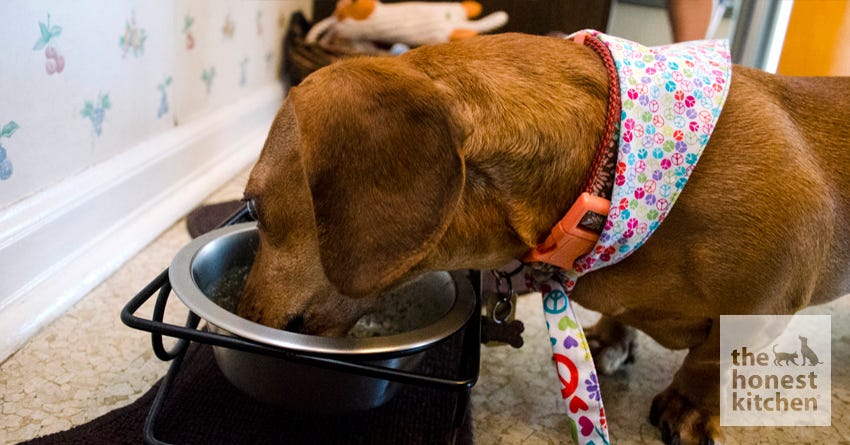 Are Dehydrated Foods Good for Dogs? The Pros & Cons