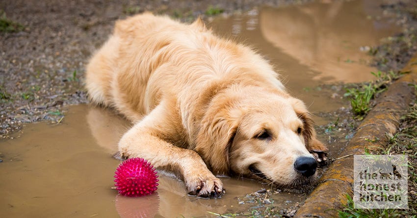Keep Your Dog Fresh Between Baths