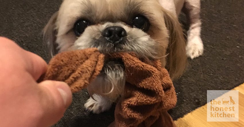 Don’t Throw These Away—Reuse Them for Your Pets