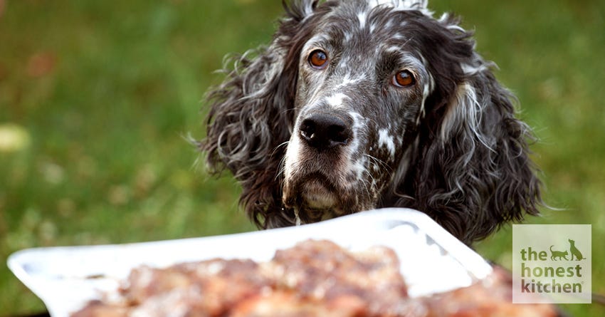 4 Summer BBQ Dangers for Dogs