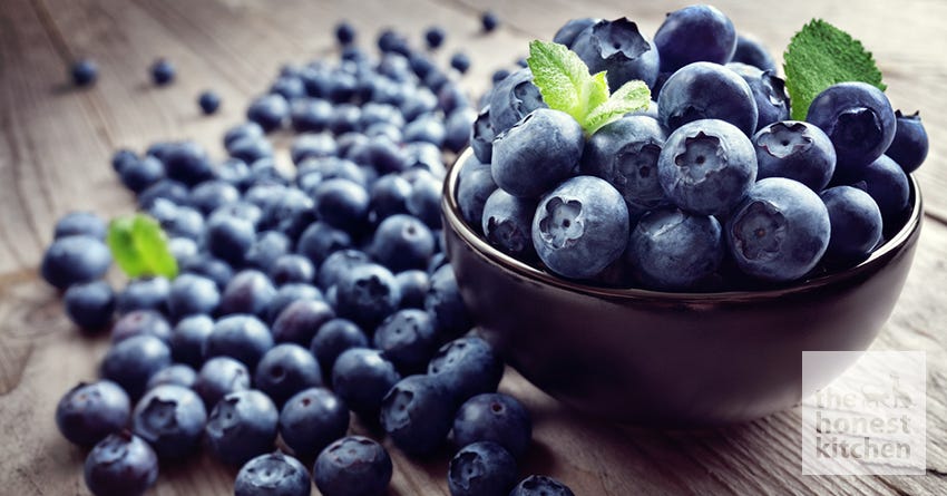 dog blueberries