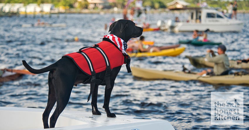 dog boat safety