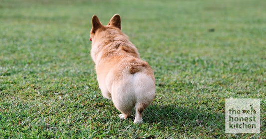 dog butt