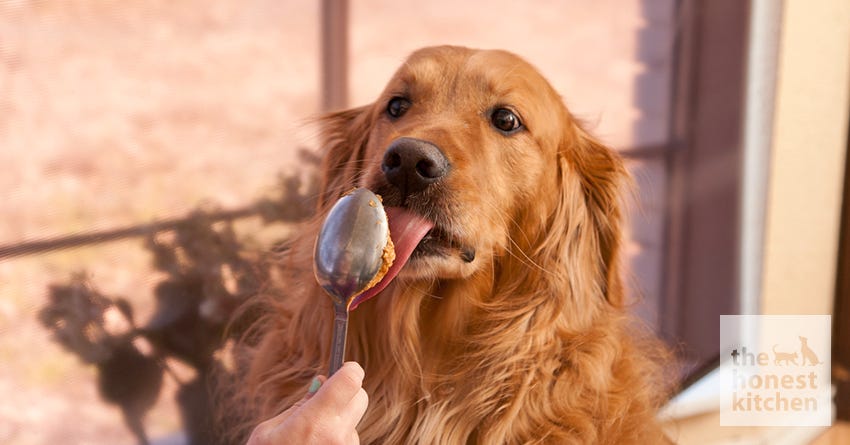 What Popular Nut Butters Can Your Dog Safely Eat? [+ Some Nutty Treats]