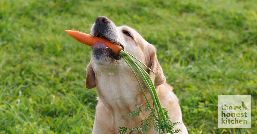 dog carrot