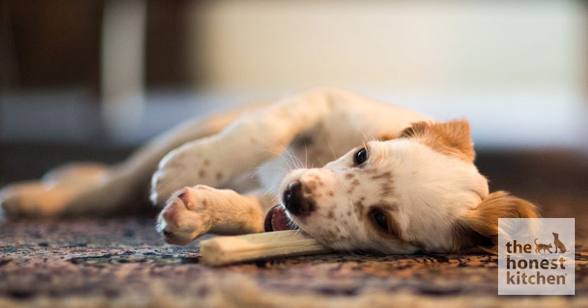 8 Rawhide Alternatives That Are Safe For Your Dog