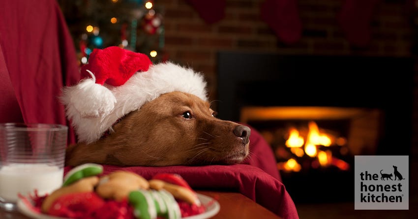 Holiday Decorations That Could Harm Your Pet