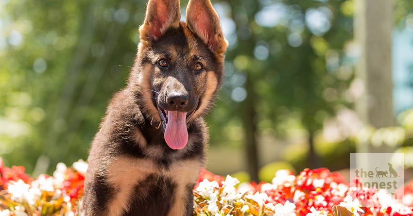 dog flowers