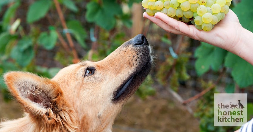 dog grapes