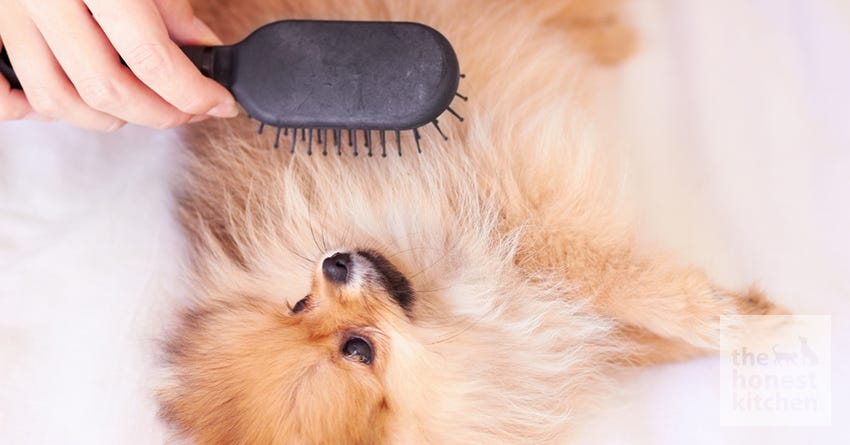 dog groom