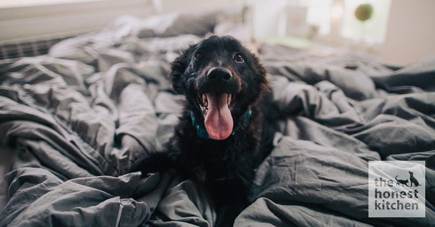 Helping Your Dog Overcome Jealousy