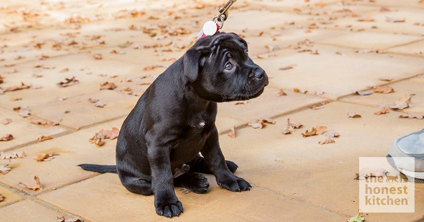 Dog Training: Using the Leash for More Than a Walk