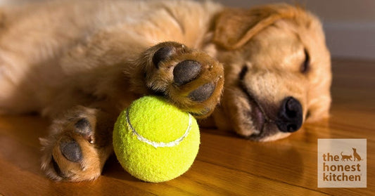 Do Dogs' Feet Fall Asleep?