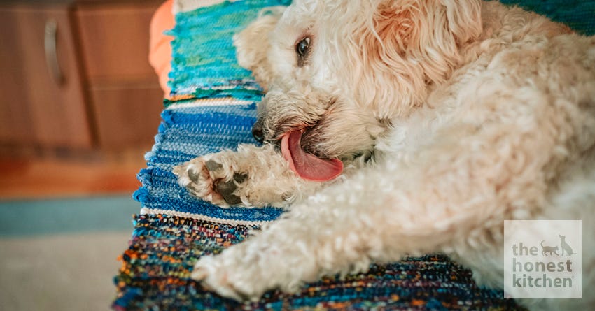dog licking paws