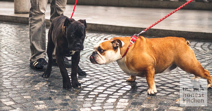 Canine Social Manners Matter
