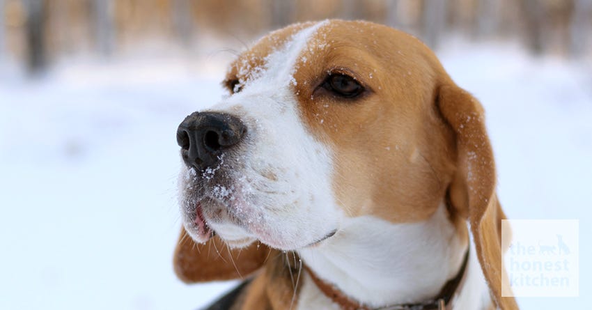 Is Your Dog's Nose a Good Indicator of Health?