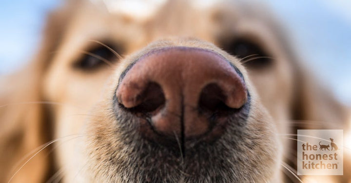 dog nose