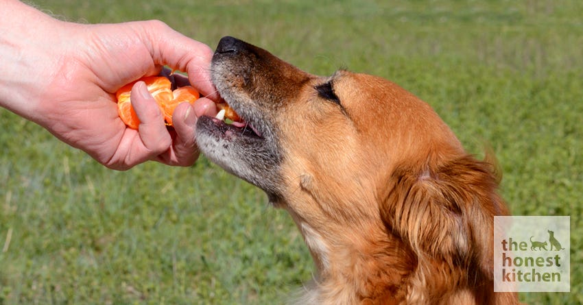 dog oranges