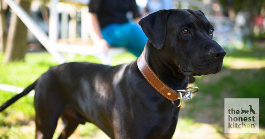 How To Tell if Your Dog is in Pain