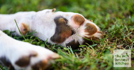 dog paw care